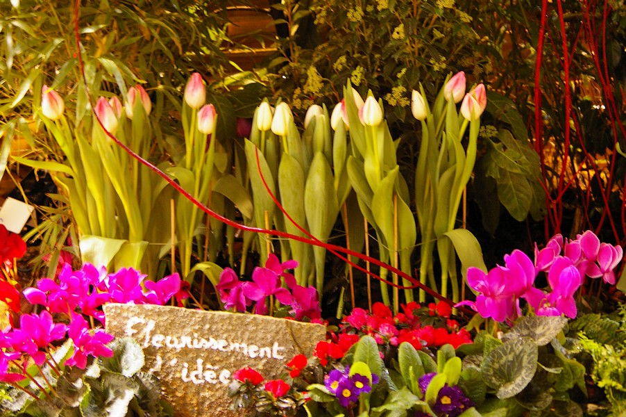 macro fleurs: macro fleurs 028